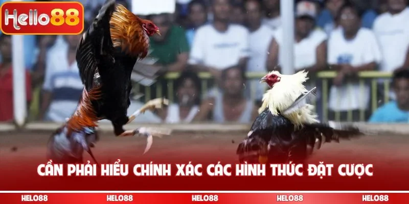 Cần phải hiểu chính xác các hình thức đặt cược