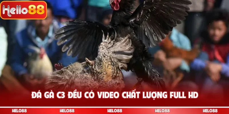 Đá gà C3 đều có video chất lượng full HD