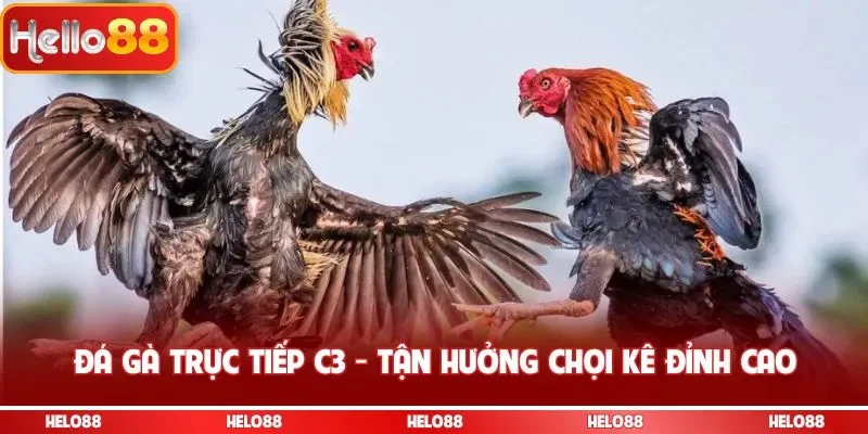 Đá gà trực tiếp C3