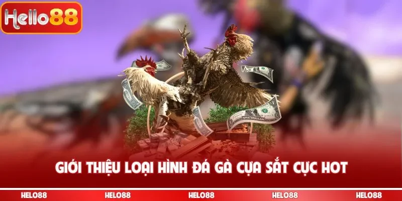 Giới thiệu loại hình đá gà cựa sắt cực hot