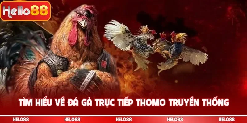 Tìm hiểu về đá gà trực tiếp thomo truyền thống
